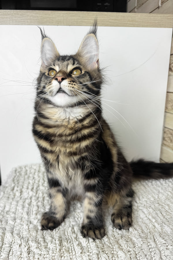 Pinky | Maine Coon Kitten