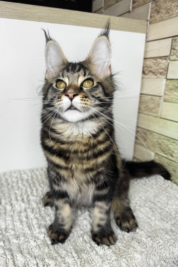 Pinky | Maine Coon Kitten