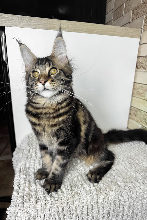 Pinky | Maine Coon Kitten