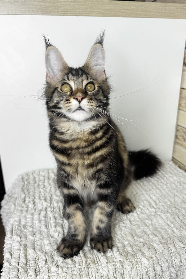 Pinky | Maine Coon Kitten