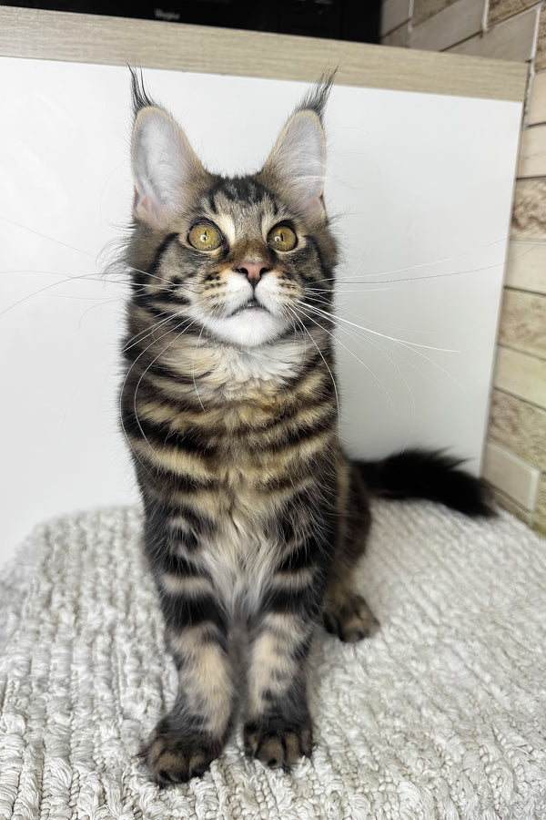 Pinky | Maine Coon Kitten