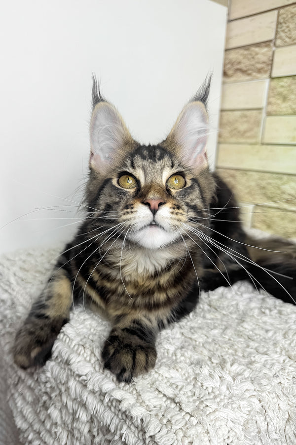 Pinky | Maine Coon Kitten