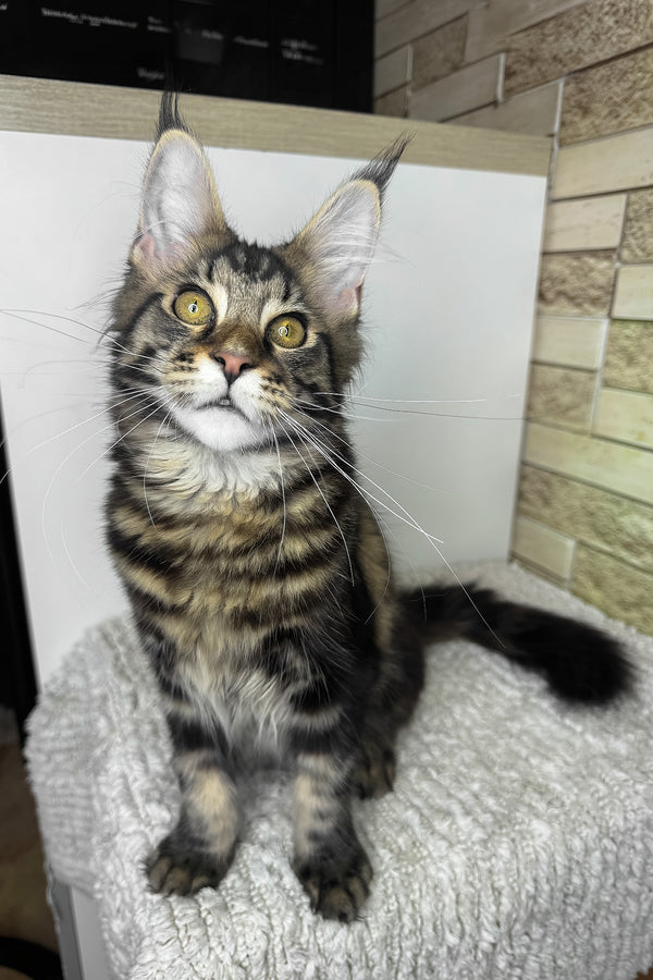 Pinky | Maine Coon Kitten