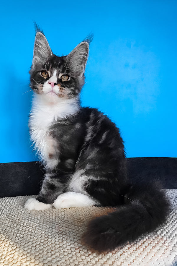 Pirat | Maine Coon Kitten