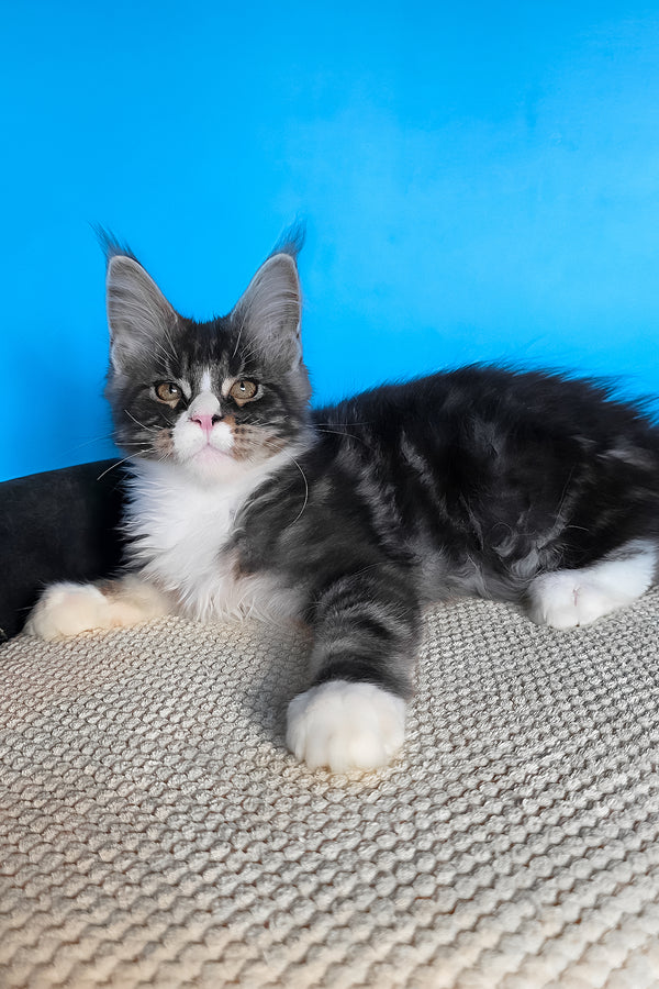 Pirat | Maine Coon Kitten
