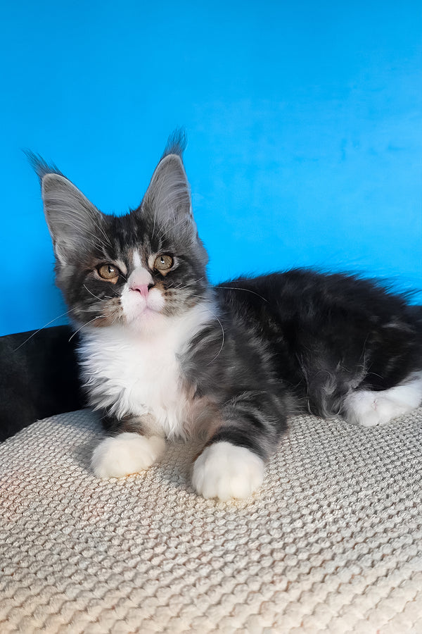 Pirat | Maine Coon Kitten