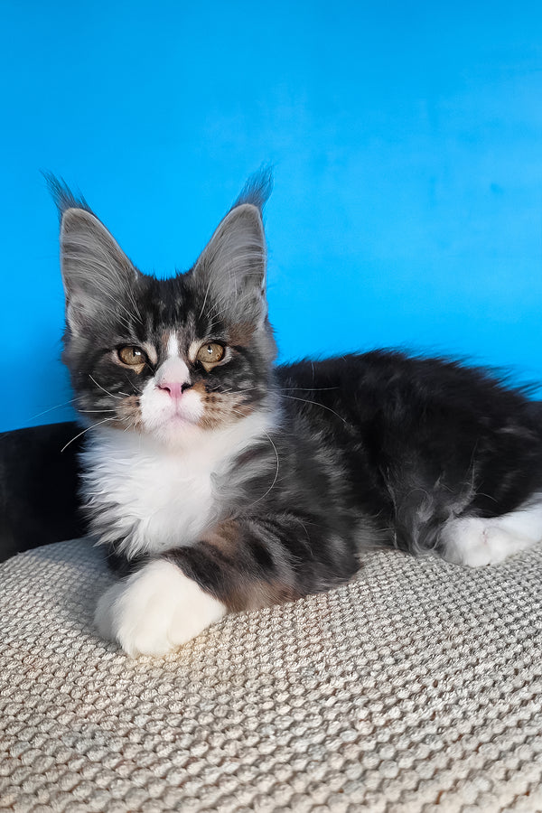 Pirat | Maine Coon Kitten