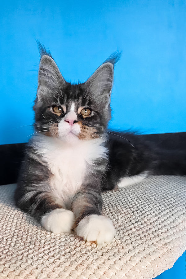 Pirat | Maine Coon Kitten