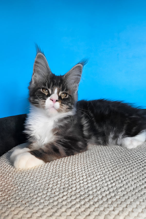 Pirat | Maine Coon Kitten