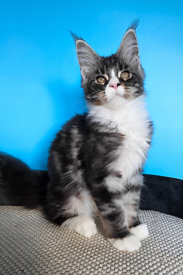 Pirat | Maine Coon Kitten