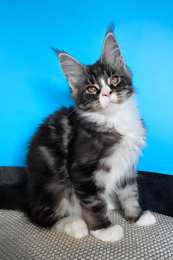 Pirat | Maine Coon Kitten