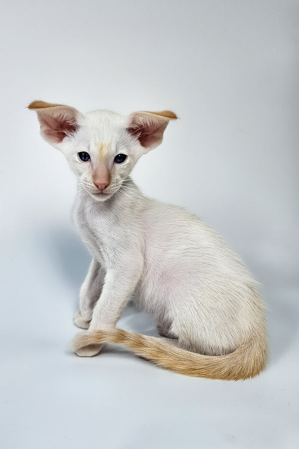 Pixel | Oriental Shorthair Kitten