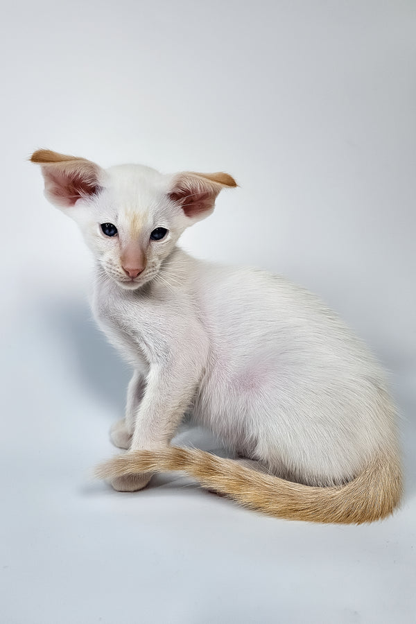 Pixel | Oriental Shorthair Kitten