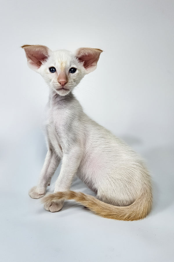 Pixel | Oriental Shorthair Kitten