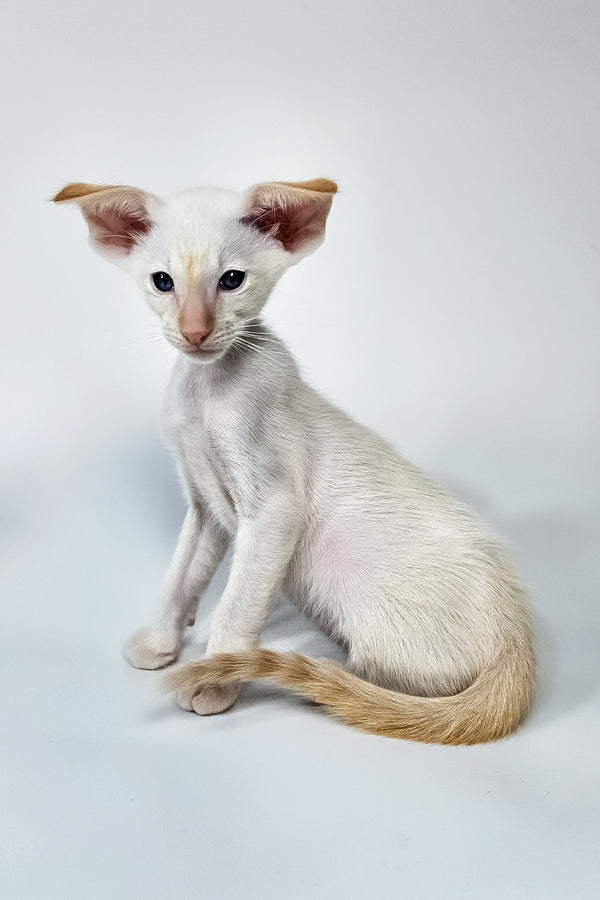 Pixel | Oriental Shorthair Kitten