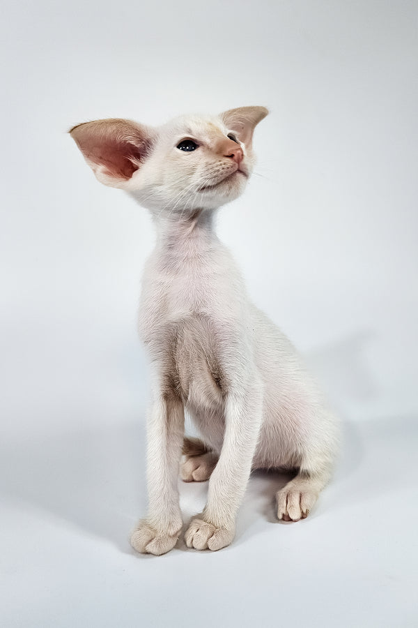 Pixel | Oriental Shorthair Kitten