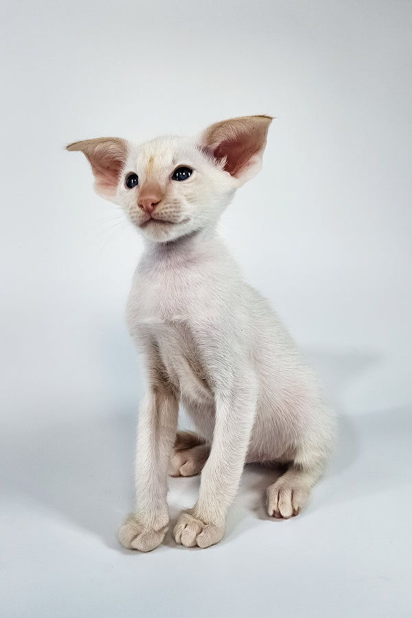 Pixel | Oriental Shorthair Kitten