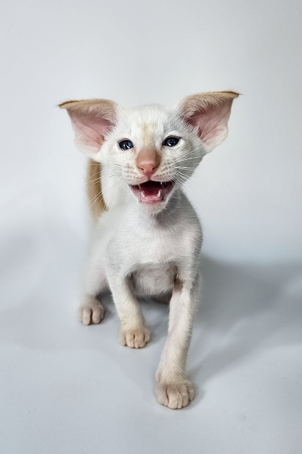Pixel | Oriental Shorthair Kitten