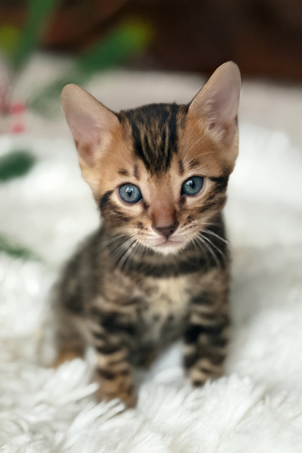 Pixel | Bengal Kitten