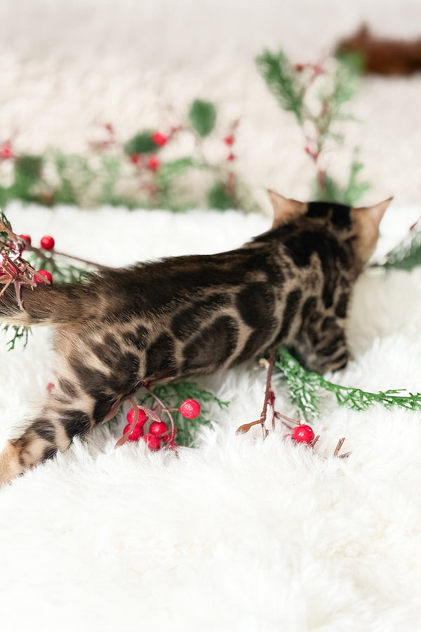 Pixel | Bengal Kitten