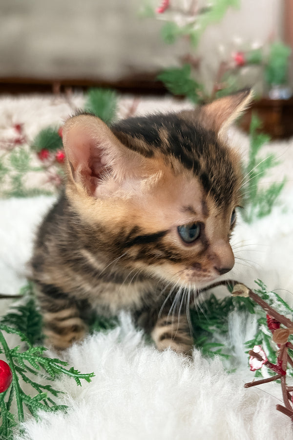 Pixel | Bengal Kitten