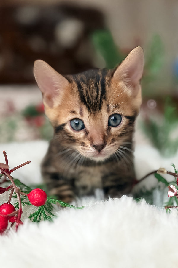 Pixel | Bengal Kitten