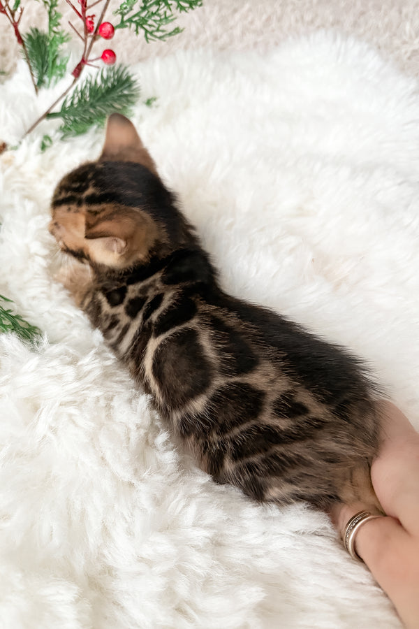 Pixel | Bengal Kitten
