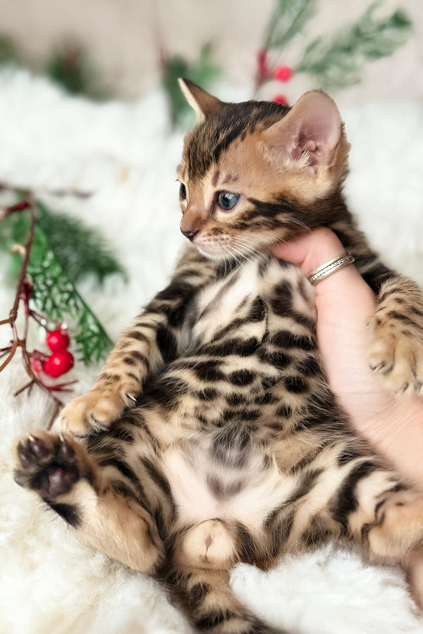 Pixel | Bengal Kitten