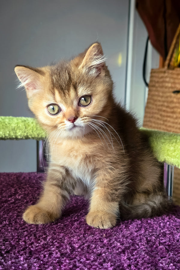 Pixie | British Shorthair Kitten