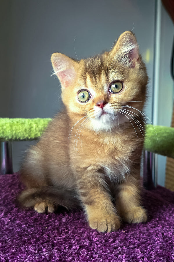 Pixie | British Shorthair Kitten