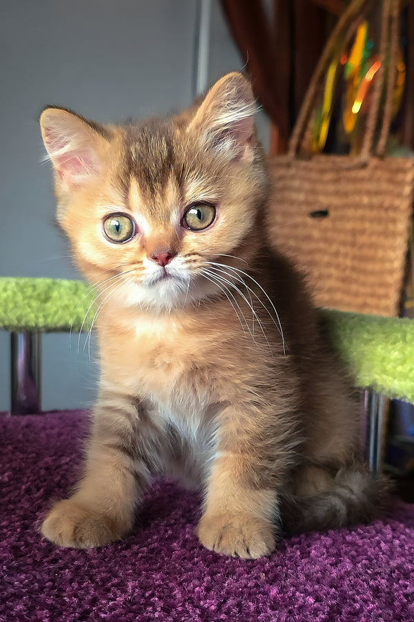 Pixie | British Shorthair Kitten