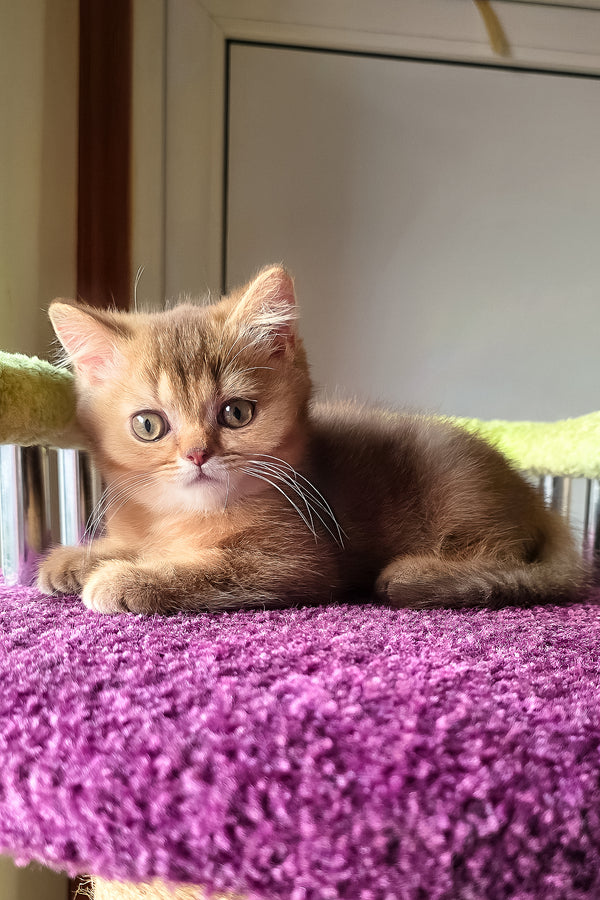 Pixie | British Shorthair Kitten
