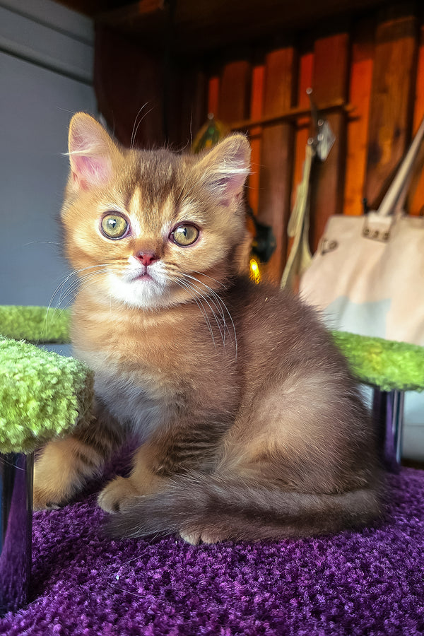 Pixie | British Shorthair Kitten