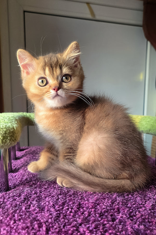 Pixie | British Shorthair Kitten