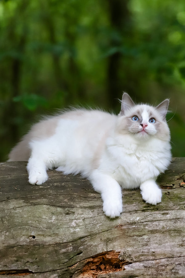 Playboy | Ragdoll Kitten