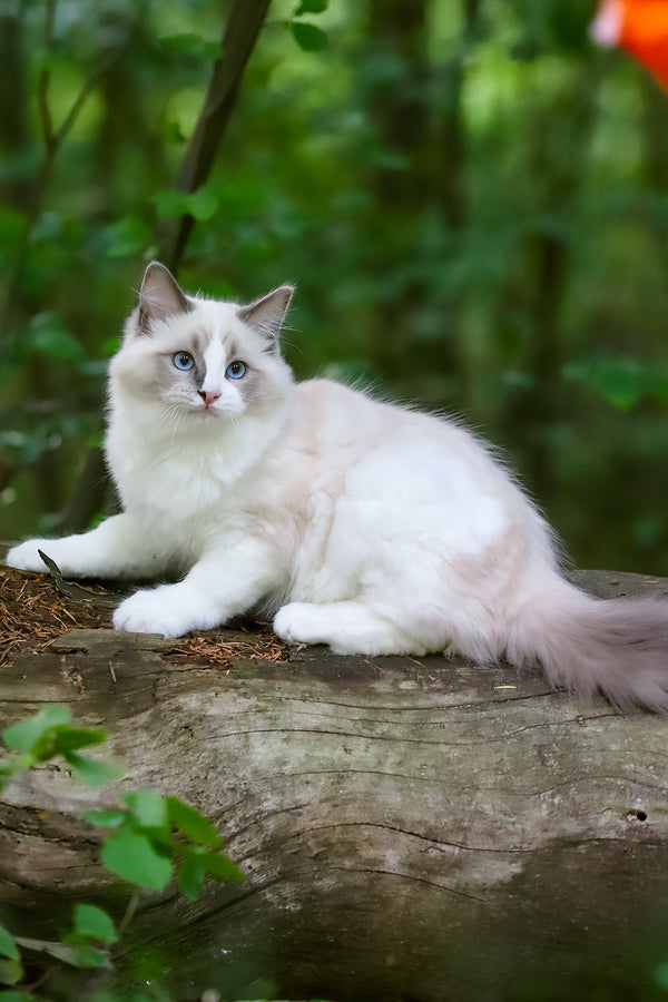 Playboy | Ragdoll Kitten
