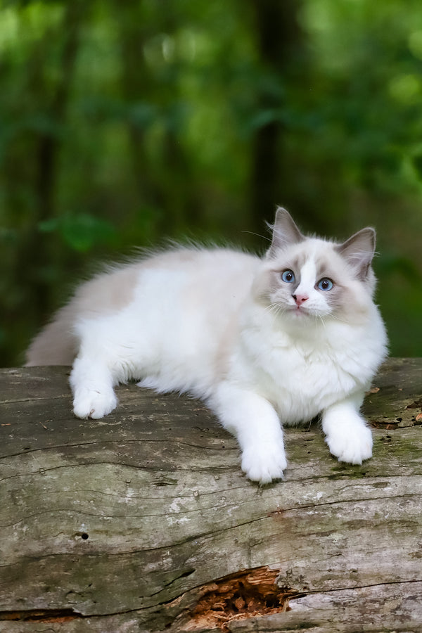 Playboy | Ragdoll Kitten