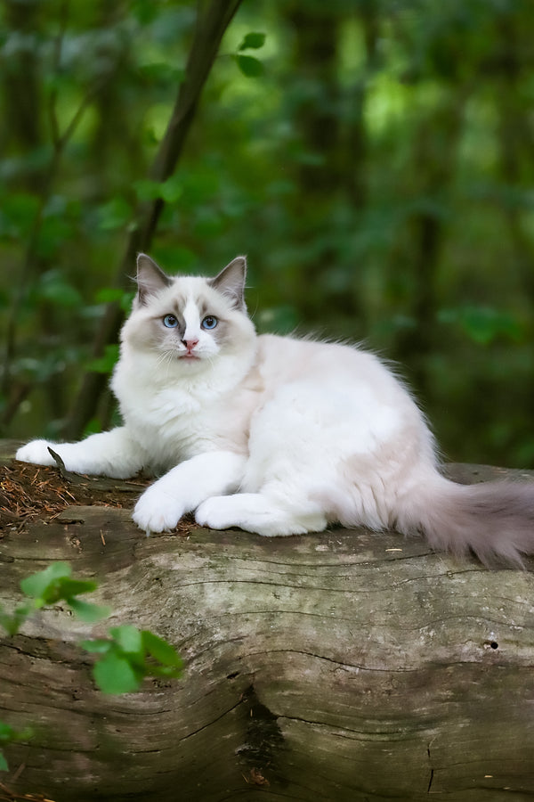 Playboy | Ragdoll Kitten