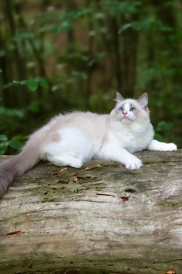 Playboy | Ragdoll Kitten