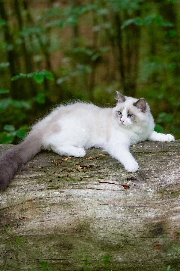Playboy | Ragdoll Kitten