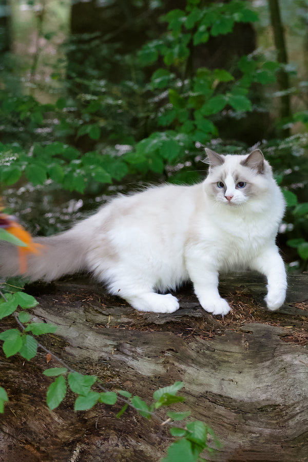 Playboy | Ragdoll Kitten