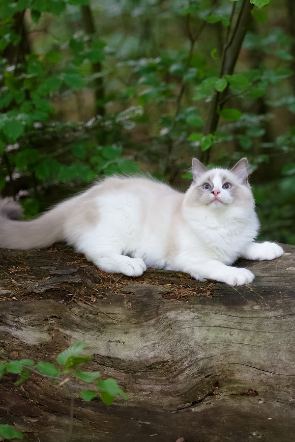 Playboy | Ragdoll Kitten