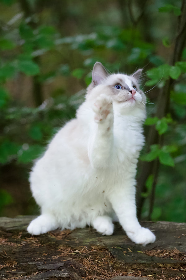Playboy | Ragdoll Kitten