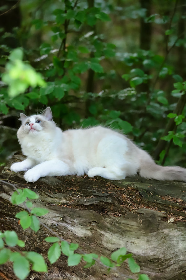 Playboy | Ragdoll Kitten