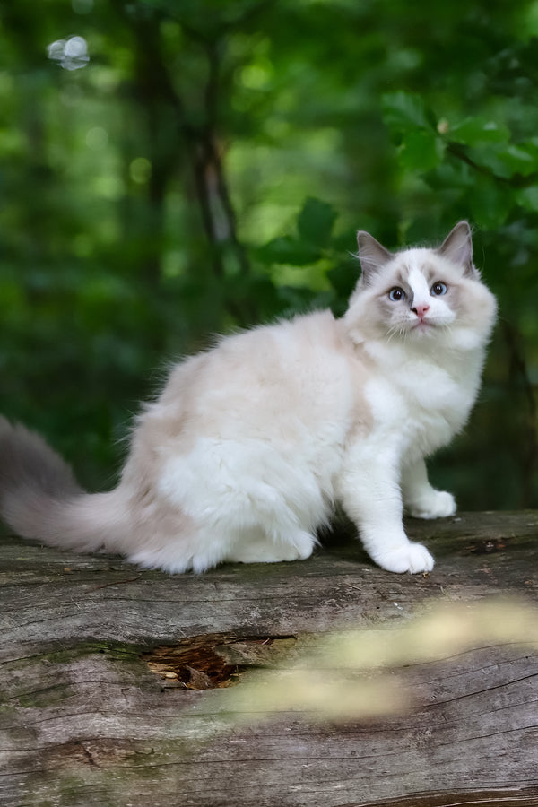 Playboy | Ragdoll Kitten