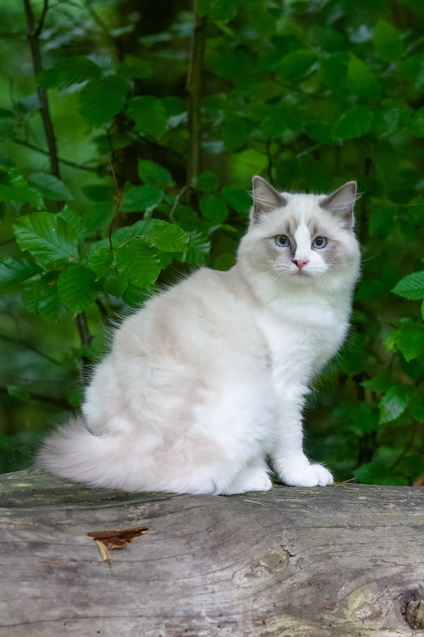 Playboy | Ragdoll Kitten