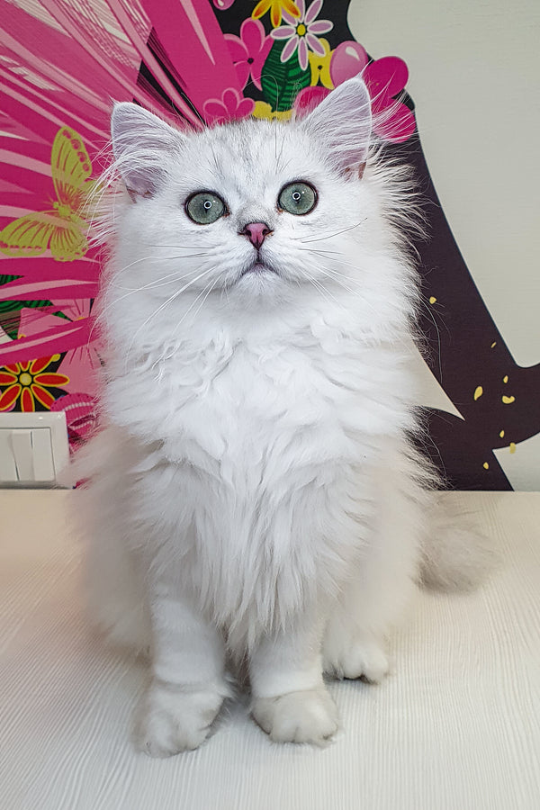 Fluffy white british longhair kitten plombir with green eyes and pink nose offers health guarantee and black silver shaded traits