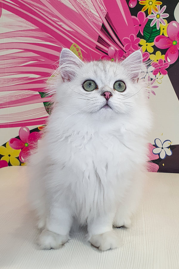 Plombir british longhair kitten with fluffy white fur and green eyes sitting against vibrant floral backdrop health guarantee