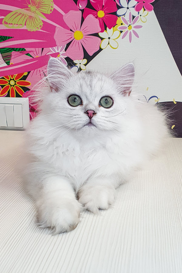 Plombir british longhair kitten with fluffy black silver shaded fur and green eyes lounging with health guarantee