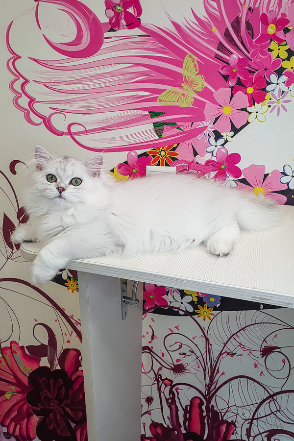 Fluffy white british longhair kitten plombir with striking green eyes lounges on a modern white table health guarantee